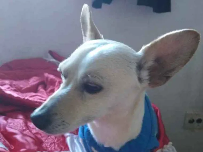 Cachorro ra a Mestiço  idade 7 a 11 meses nome Pingo 