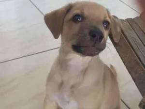 Cachorro raça srd idade Abaixo de 2 meses nome Apolo