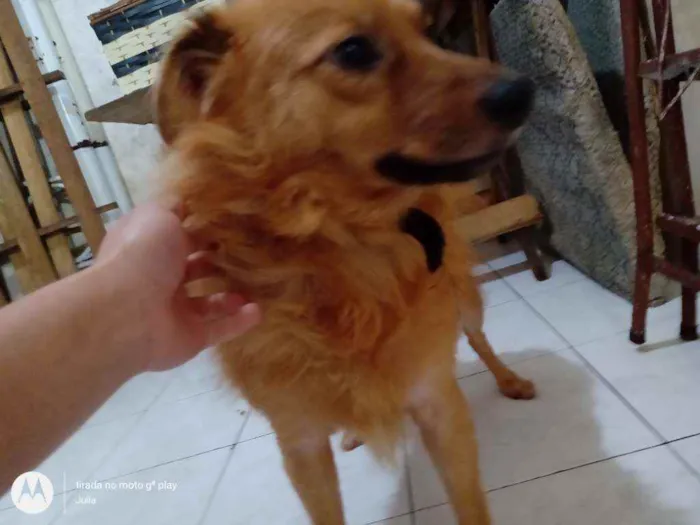 Cachorro ra a SRD vira lata idade 3 anos nome Totó