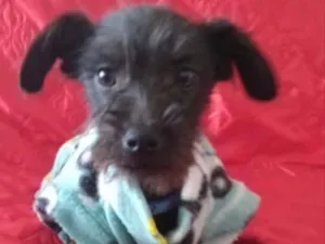 Cachorro raça SRD idade 2 a 6 meses nome Rafael 