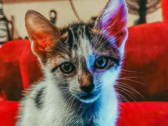 Gato ra a SRD idade 2 a 6 meses nome Faraó