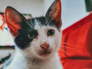 Gato raça SRD idade 2 a 6 meses nome 3