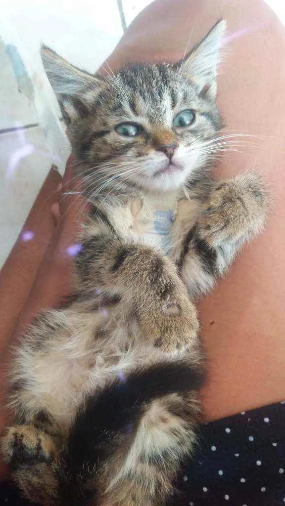 Gato ra a Mestiça  idade Abaixo de 2 meses nome Sem nome