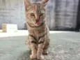 Lulu