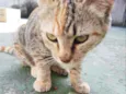 Lulu