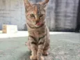 Lulu