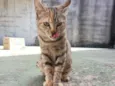 Lulu