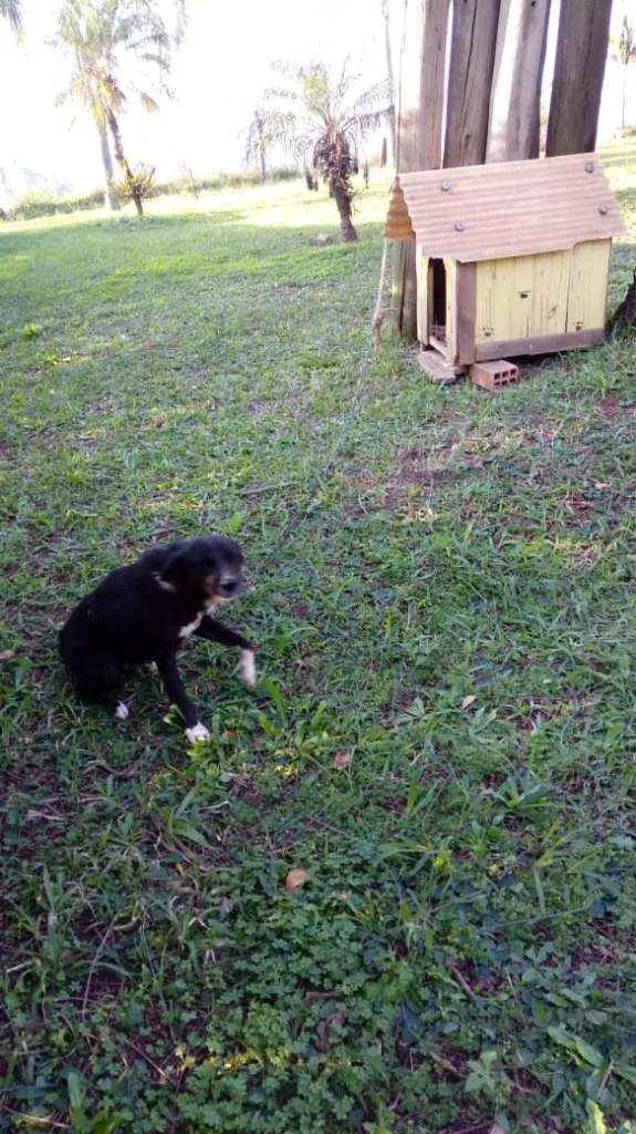 Cachorro raça Vira lata idade 3 anos nome Banzé
