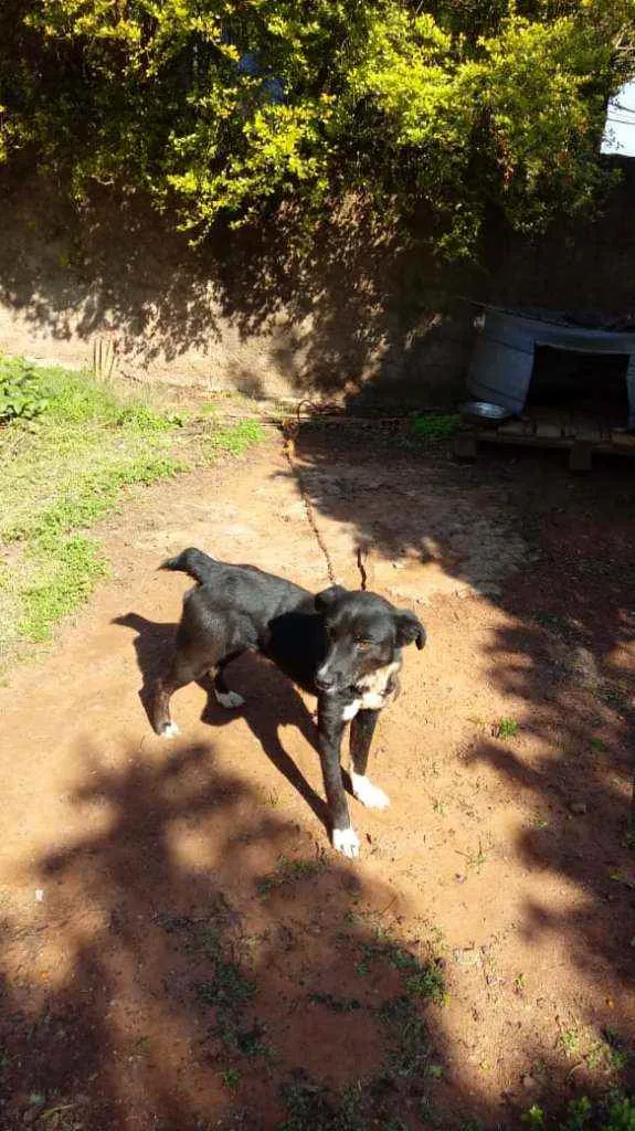 Cachorro raça Vira lata idade 3 anos nome Banzé