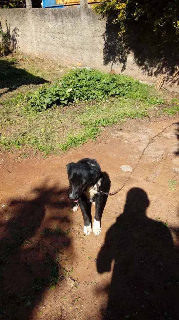 Cachorro raça Vira lata idade 3 anos nome Banzé