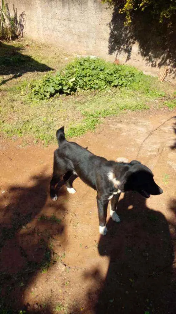 Cachorro raça Vira lata idade 3 anos nome Banzé