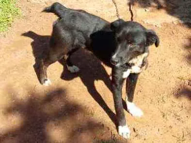 Cachorro raça Vira lata idade 3 anos nome Banzé