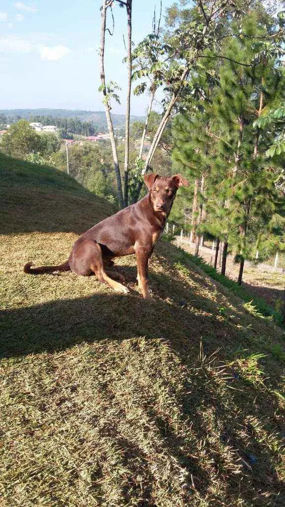 Cachorro ra a Sem raça definida idade 3 anos nome Dog