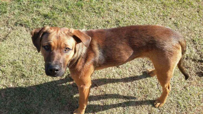 Cachorro ra a Sem raça definida idade 3 anos nome Dog