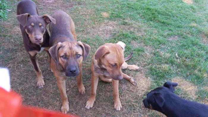 Cachorro ra a Sem raça definida idade 3 anos nome Dog