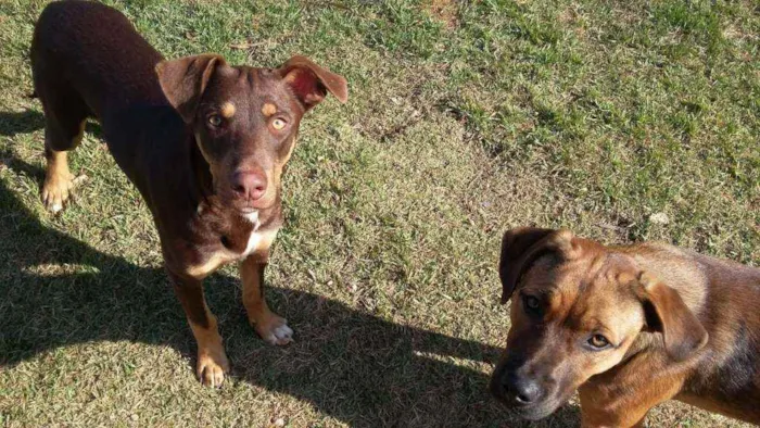 Cachorro ra a Sem raça definida idade 3 anos nome Dog