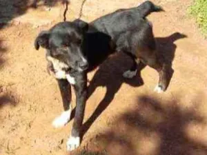 Cachorro raça Vira lata idade 3 anos nome Banzé