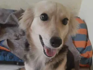 Cachorro raça srd idade 1 ano nome Cristal