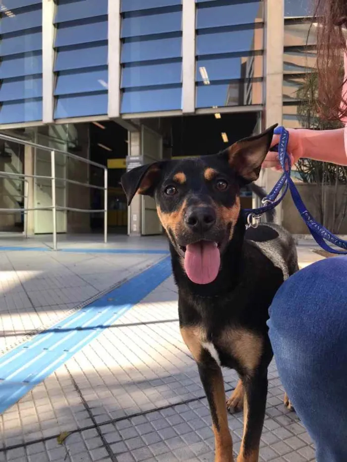 Cachorro ra a SRD idade 7 a 11 meses nome Eros