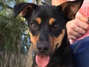 Cachorro raça SRD idade 7 a 11 meses nome Eros