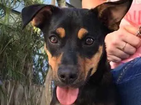 Cachorro ra a SRD idade 7 a 11 meses nome Eros