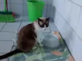 NINA