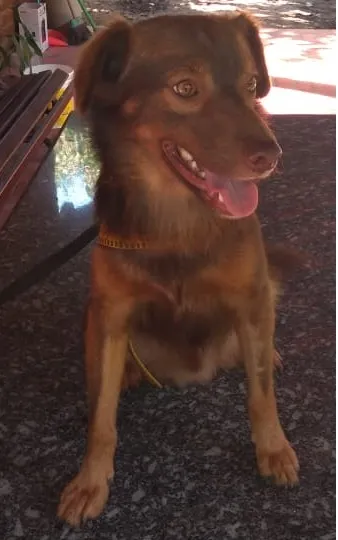 Cachorro ra a SRD-ViraLata idade 3 anos nome Tito