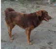 Tito