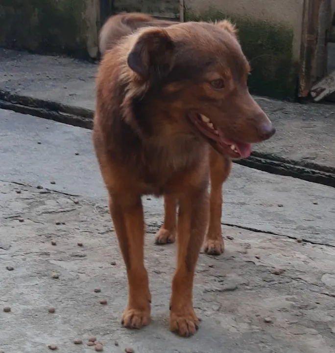 Cachorro ra a SRD-ViraLata idade 3 anos nome Tito