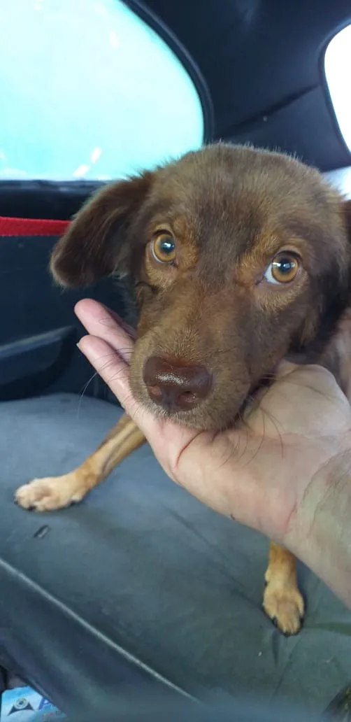 Cachorro ra a SRD-ViraLata idade 3 anos nome Tito