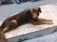 Tito