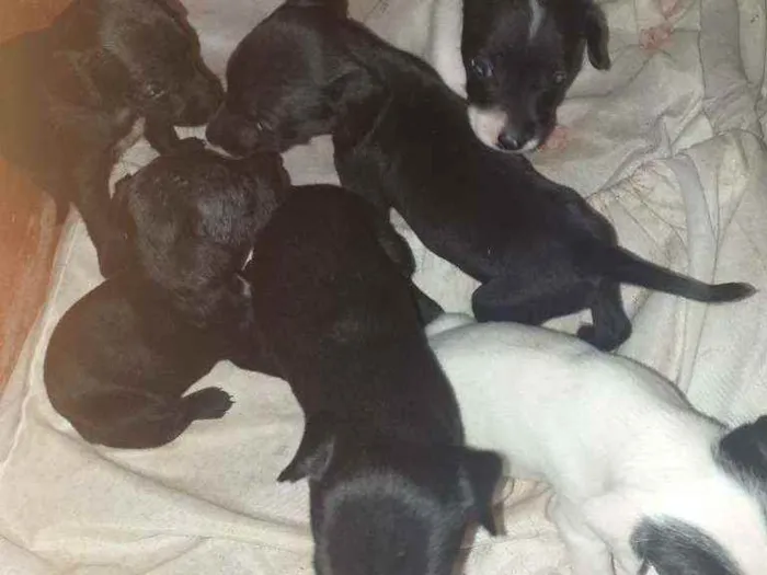 Cachorro raça Srd idade Abaixo de 2 meses nome Filhotes