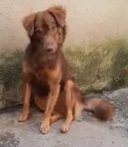 Cachorro ra a SRD-ViraLata idade 3 anos nome Tito