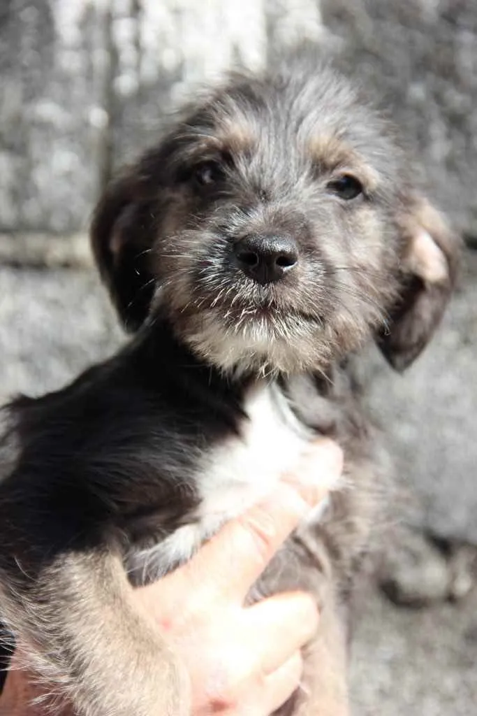 Cachorro ra a Srd idade 2 a 6 meses nome Bento