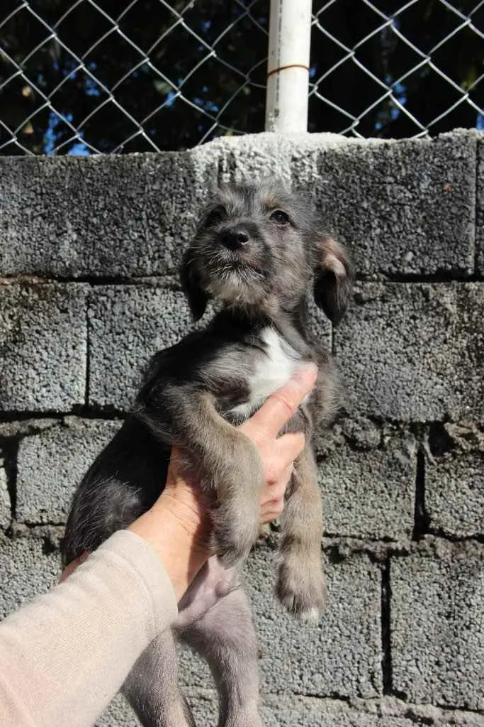 Cachorro ra a Srd idade 2 a 6 meses nome Bento