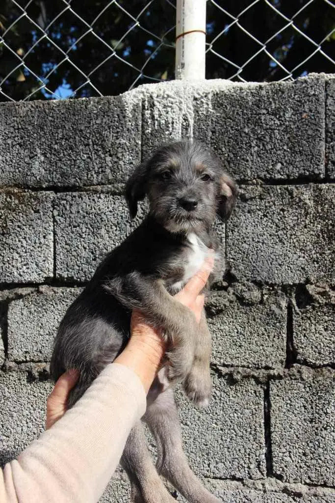 Cachorro ra a Srd idade 2 a 6 meses nome Bento