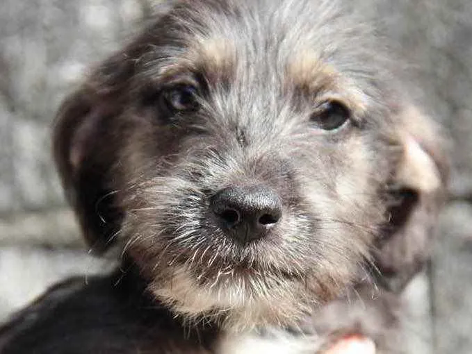 Cachorro ra a Srd idade 2 a 6 meses nome Bento