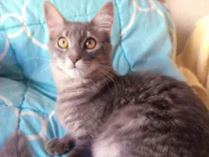 Gato raça SRD idade 2 a 6 meses nome Lunna