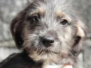 Cachorro raça Srd idade 2 a 6 meses nome Bento