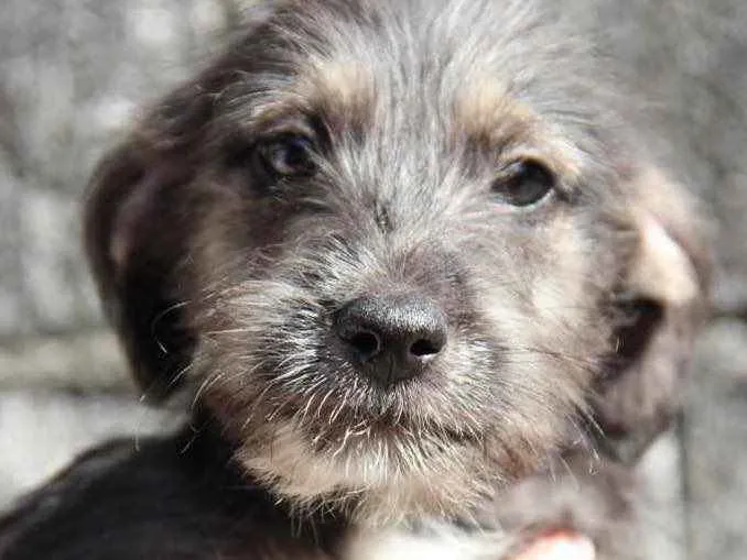Cachorro ra a Srd idade 2 a 6 meses nome Bento