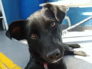Cachorro raça Srd idade 1 ano nome Mike