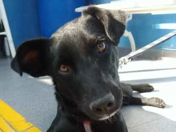 Cachorro ra a Srd idade 1 ano nome Mike