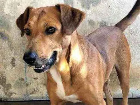 Cachorro ra a SRD idade 1 ano nome Caramelo