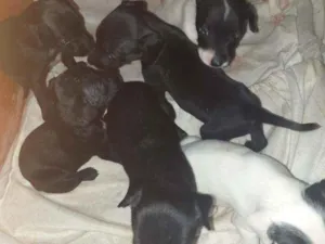 Cachorro raça Srd idade Abaixo de 2 meses nome Filhotes