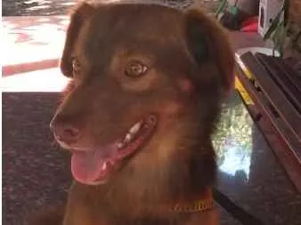 Cachorro ra a SRD-ViraLata idade 3 anos nome Tito