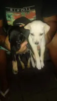 Preta e branquinha 