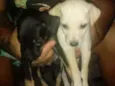 Preta e branquinha 