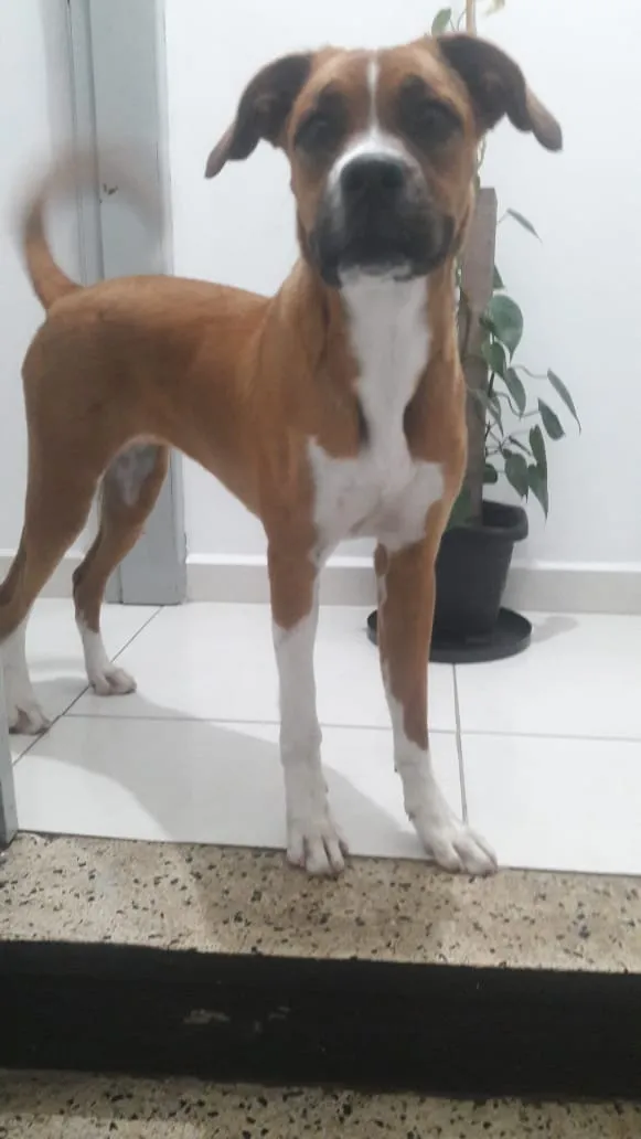 Cachorro ra a Box idade 7 a 11 meses nome Macarena