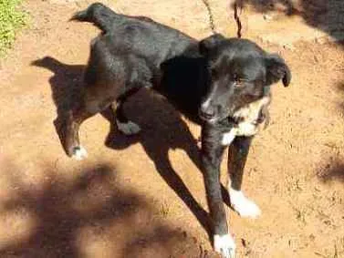 Cachorro ra a Vira lata idade 3 anos nome Banzé