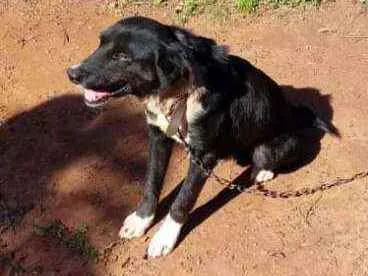 Cachorro ra a Vira lata idade 3 anos nome Banzé